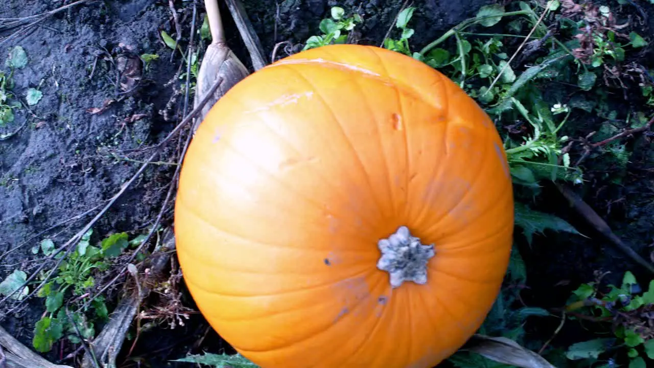 Slow overhead shot of pumpkin in a field surrounded by dirt