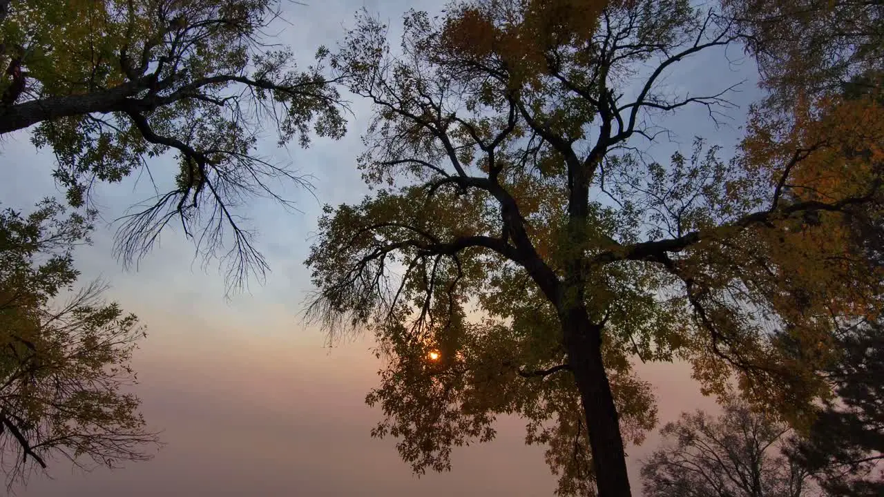 A smoke covered sun in the late afternoon as a drone flies just below the tree canopy during late autumn