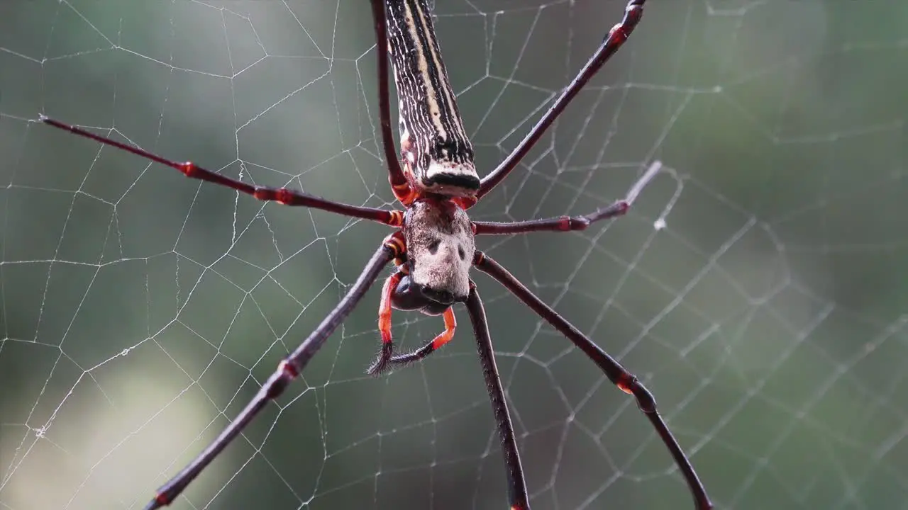 Dolly Shot of a Golden Orb Weaver Spider