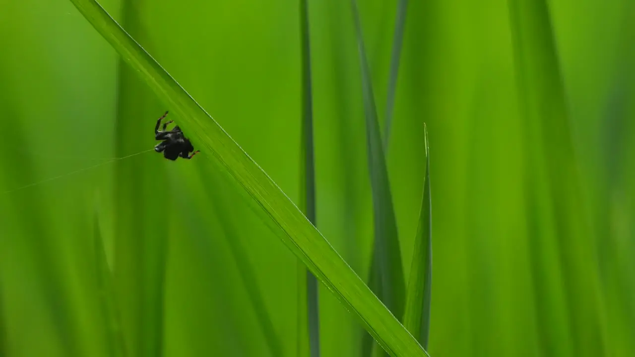 Spider making web green leaf 