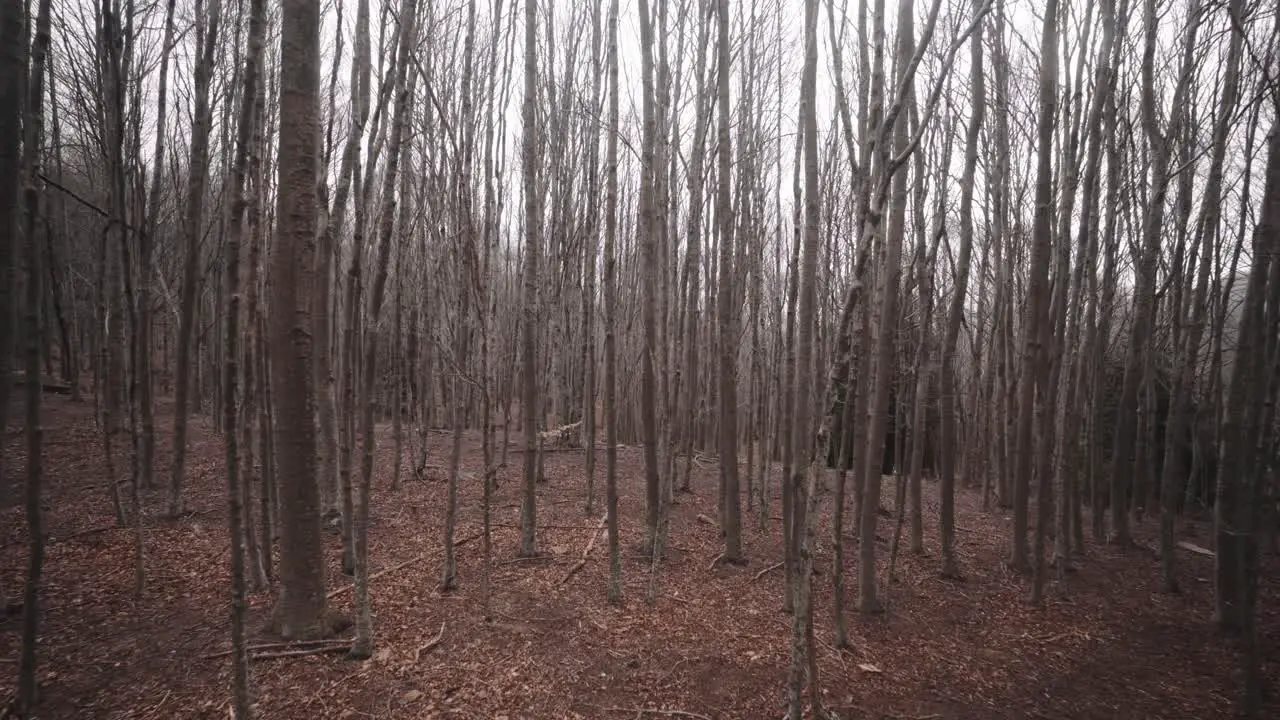 Uneasy feeling creepy feeling at Montseny Barcelona Spain