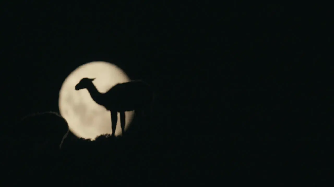 Guanaco walking in front of the moon