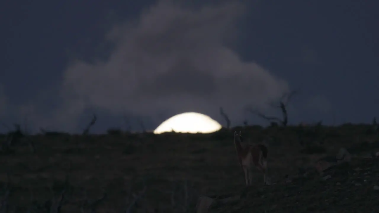 Guanaco standing on top of hill in front of rising moon