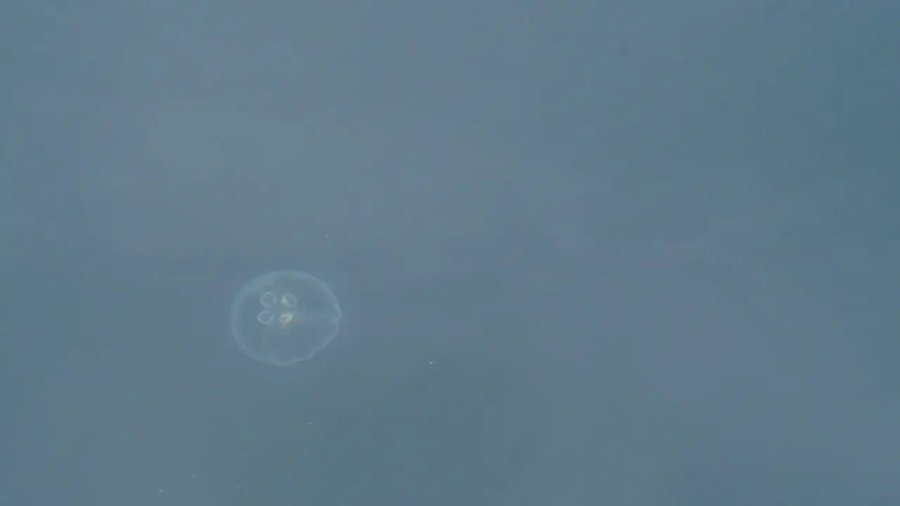 Medium shot of a moon jellyfish in the Pacific Ocean