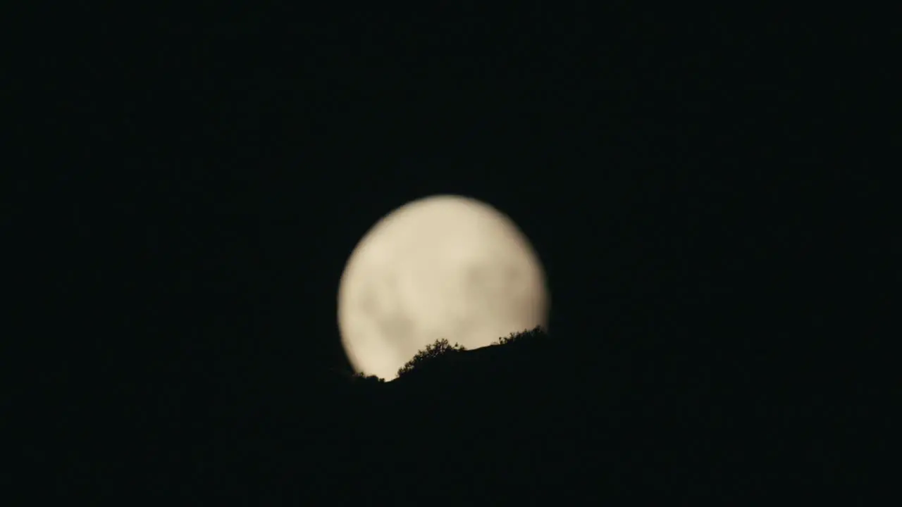 Guanaco grazes in front of moon