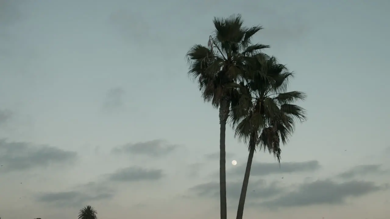 Palm trees at dusk in San Diego California