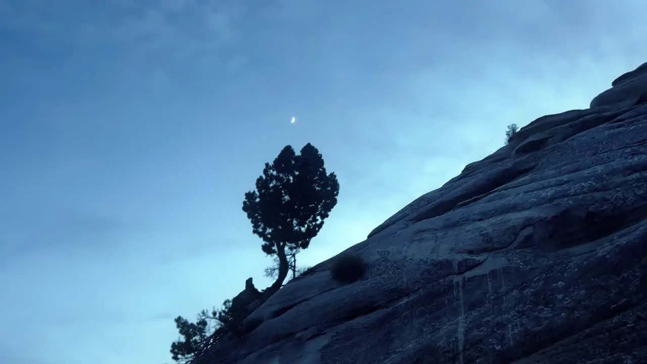 A low-angle shot of a solitary tree on a rock in the Mojave Desert with a blue sky and a new moon visible during the daytime in the background