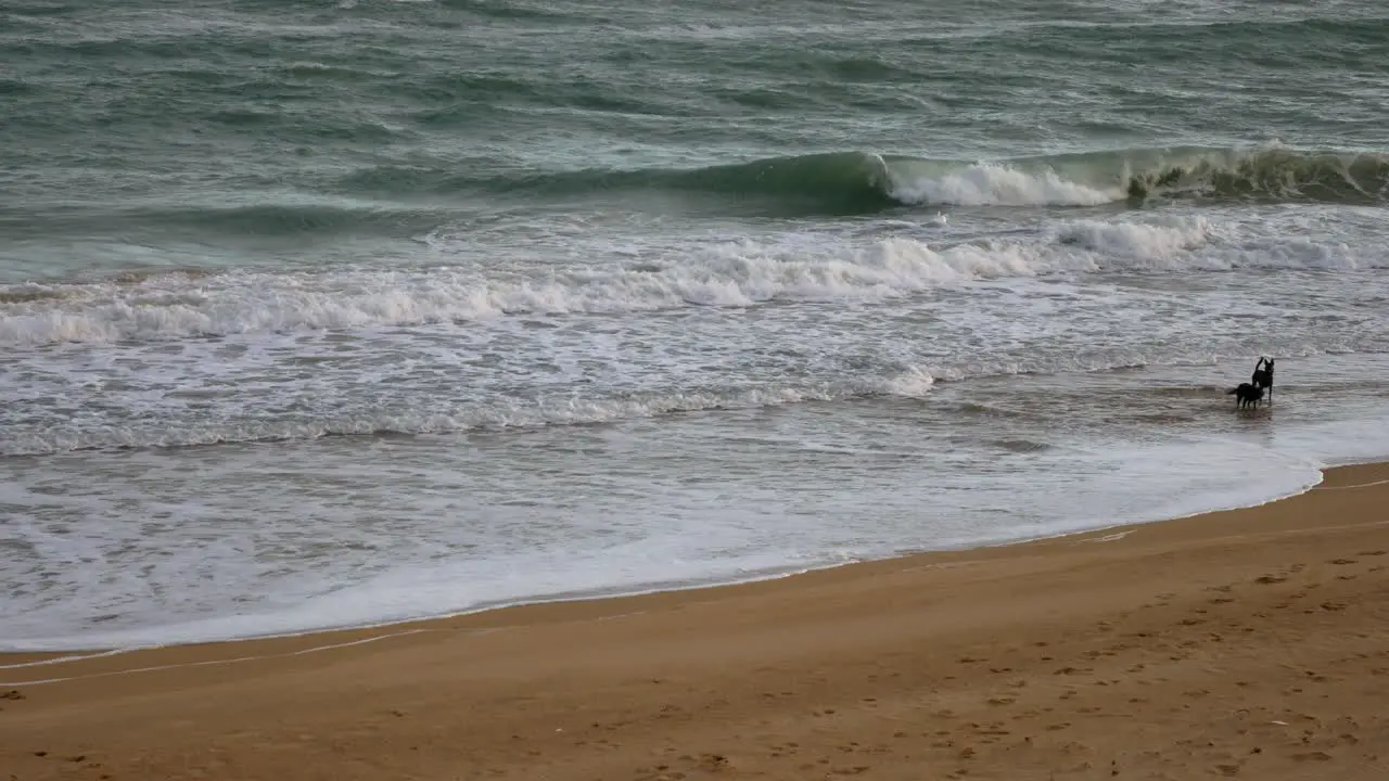 Two dogs running and playing in the ocean at Paradise Beach Gippsland Victoria Australia December 2020