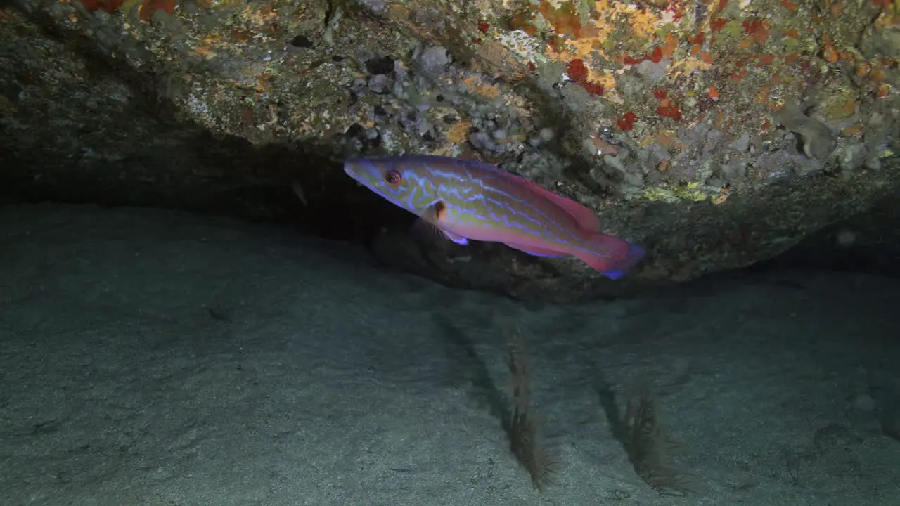 Colorful fish swimming near corals