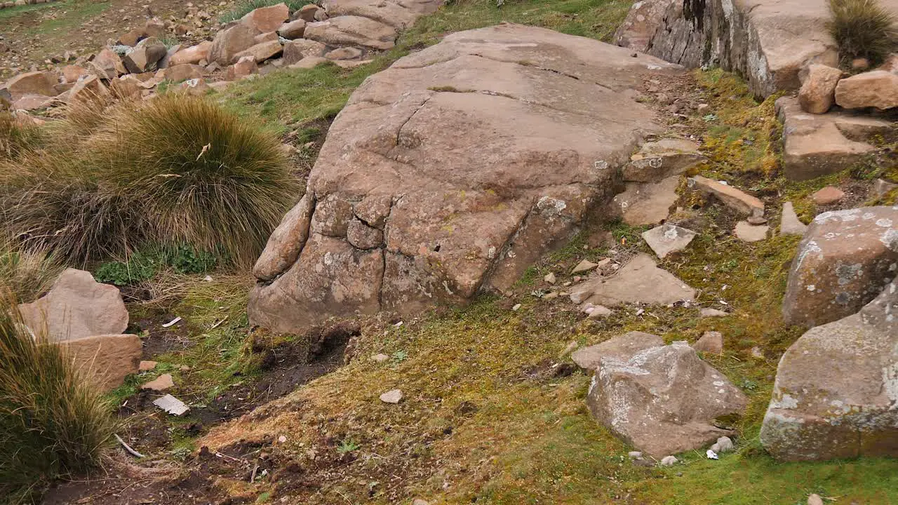 Cute chubby rodent scampers across rough rocky meadow grass