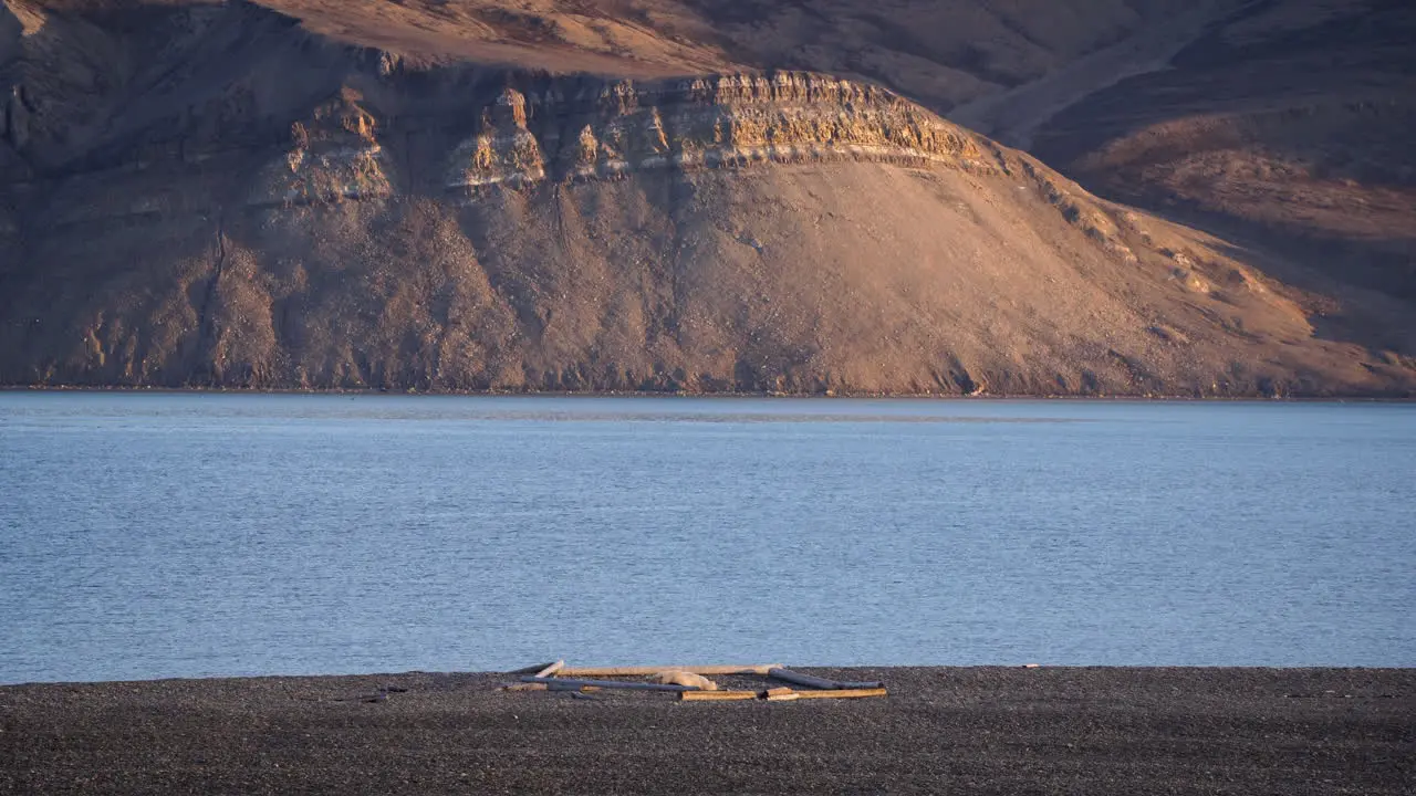 Polar bear sleeping in the middle of a campsite