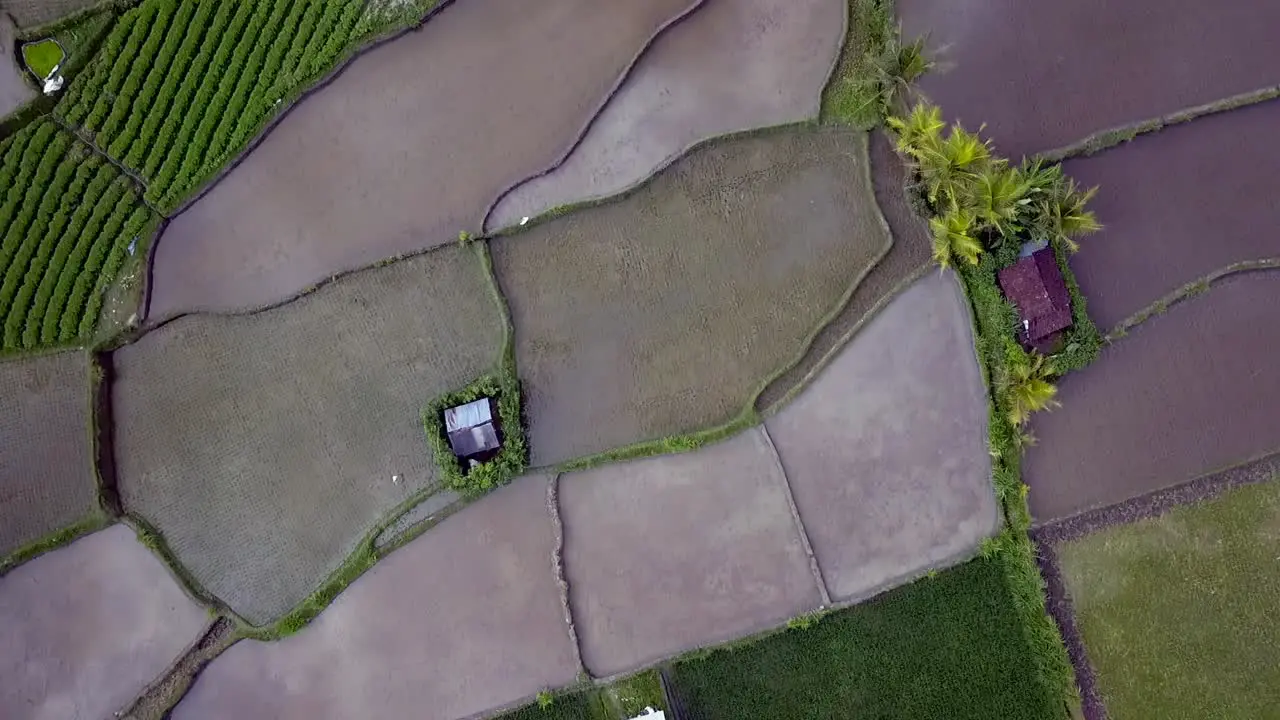 bali rice field