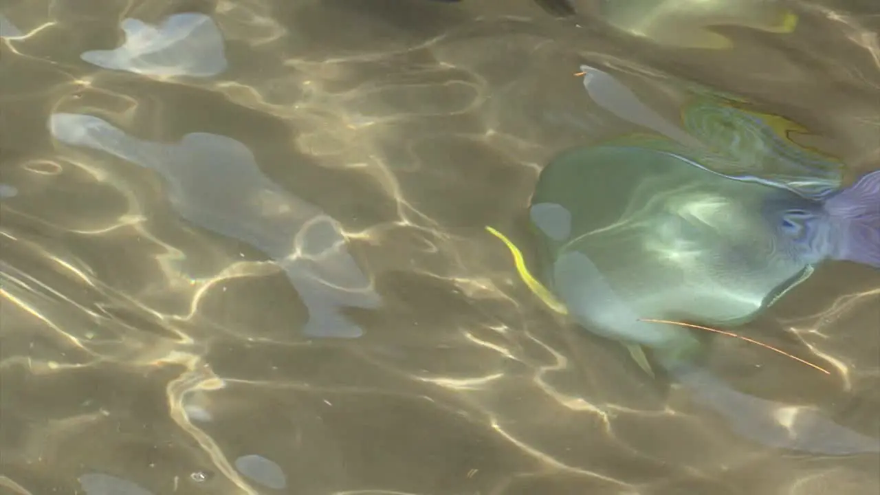 Tropical fish in Papeete Tahiti French Polynesia