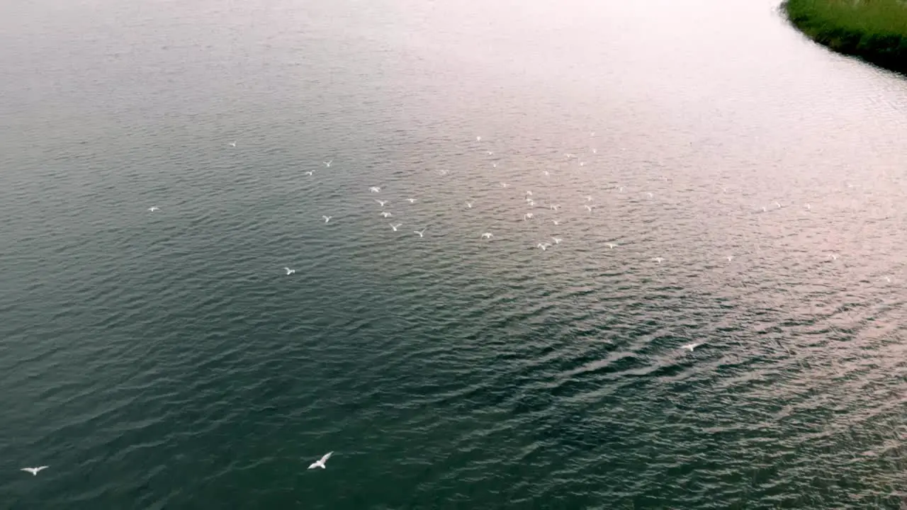 Aerial slow motion shot of seagulls flight over water