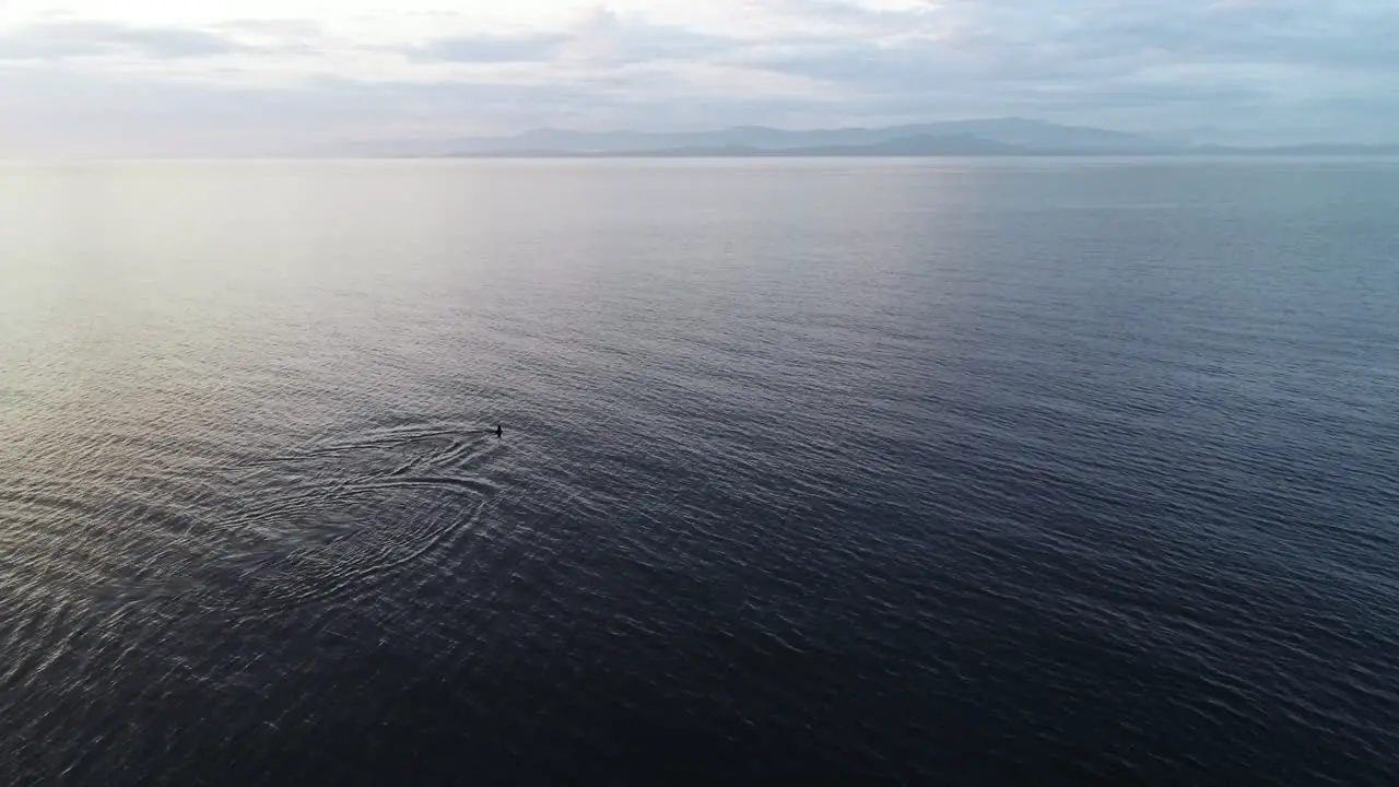 Lonely Orca Whale Swimming in Calm Ocean Water Cinematic Aerial View 60fps