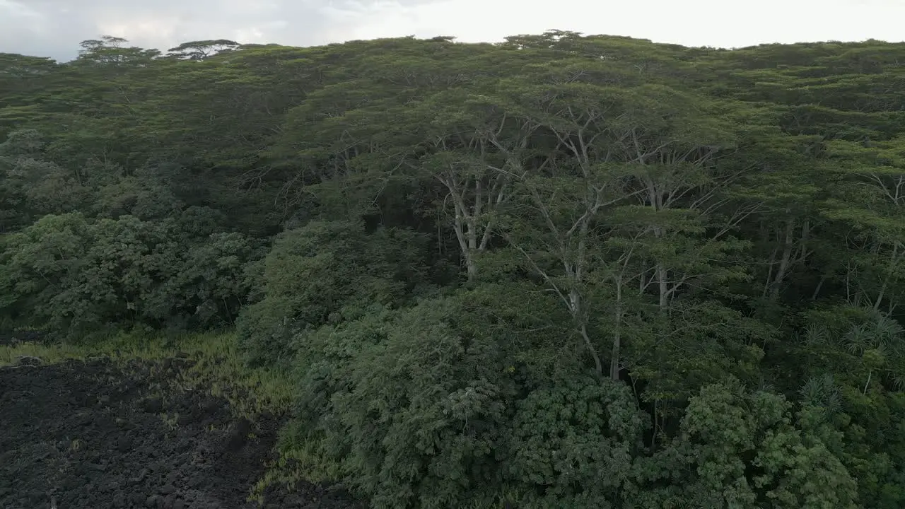 Dense rainforest trees grow at edge of new black lava flow on Hawaii