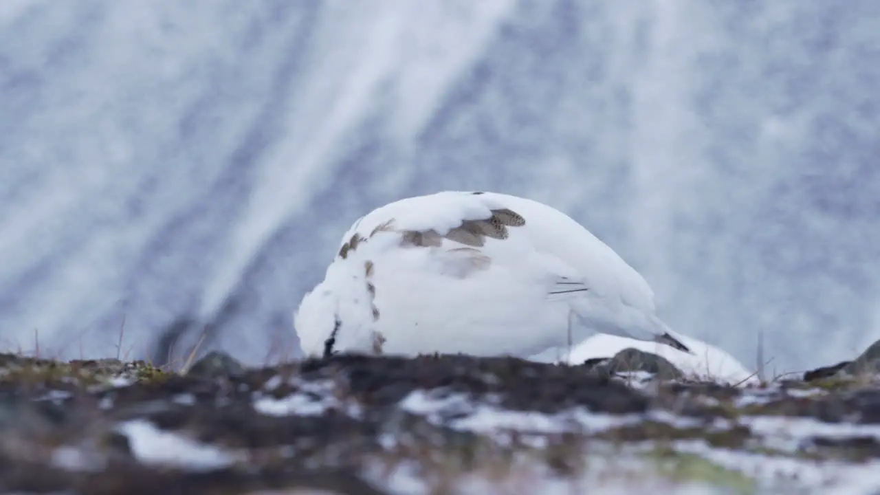 Ptarmigans feeding in the Arctic wilderness