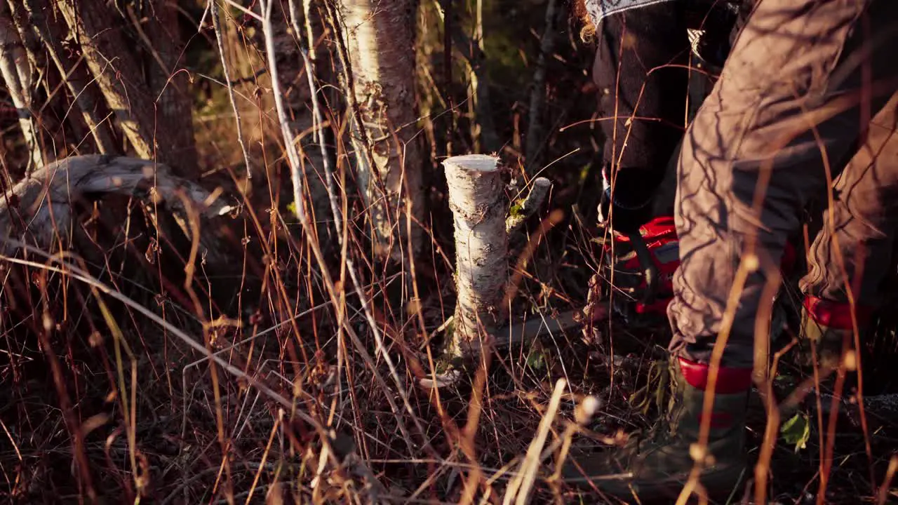 A Man is Employing a Chainsaw to Slice Through the Trunk of a Tree Close Up