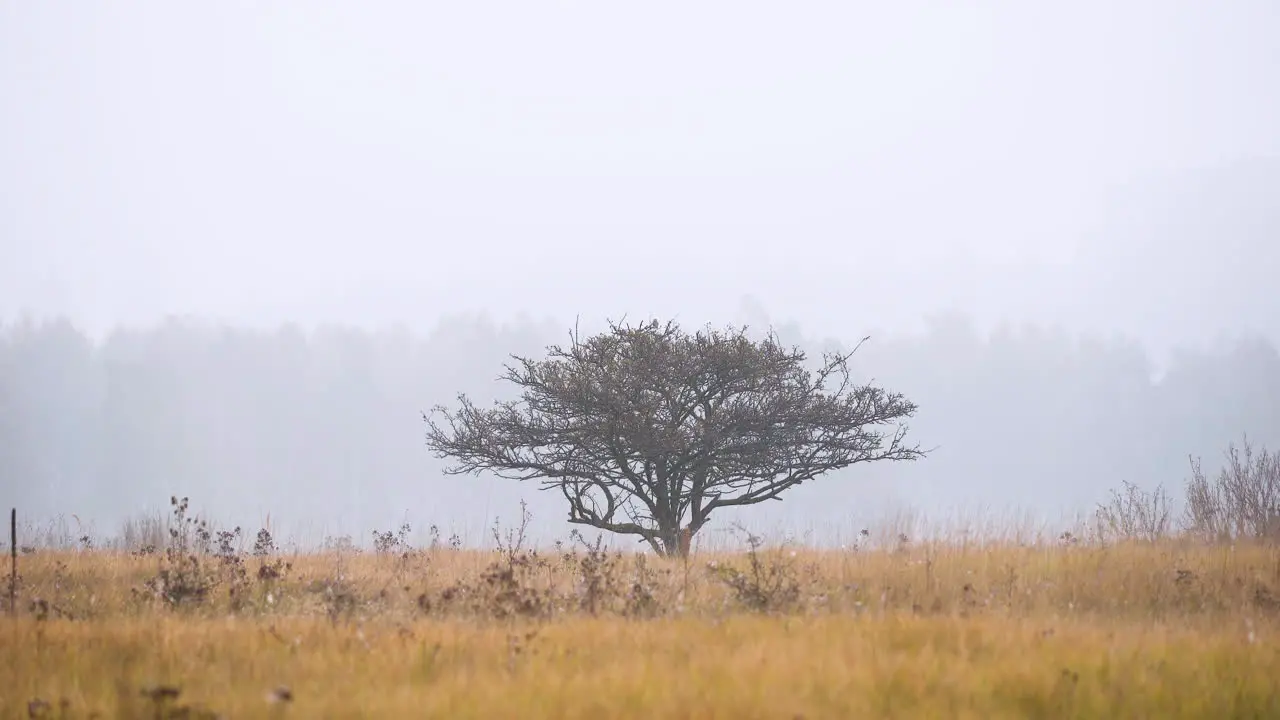 Lonely tree in the middle of a grassy plain foggy autumn day Czechia