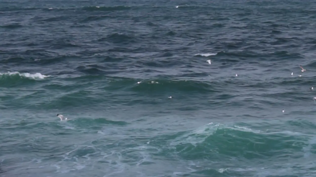 Seagull flying low over waves near Black sea coast-1