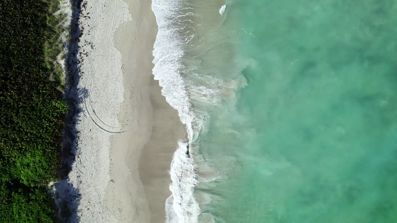 Active waves breaking over the sandy beach in South Florida marine life surfaces from reef