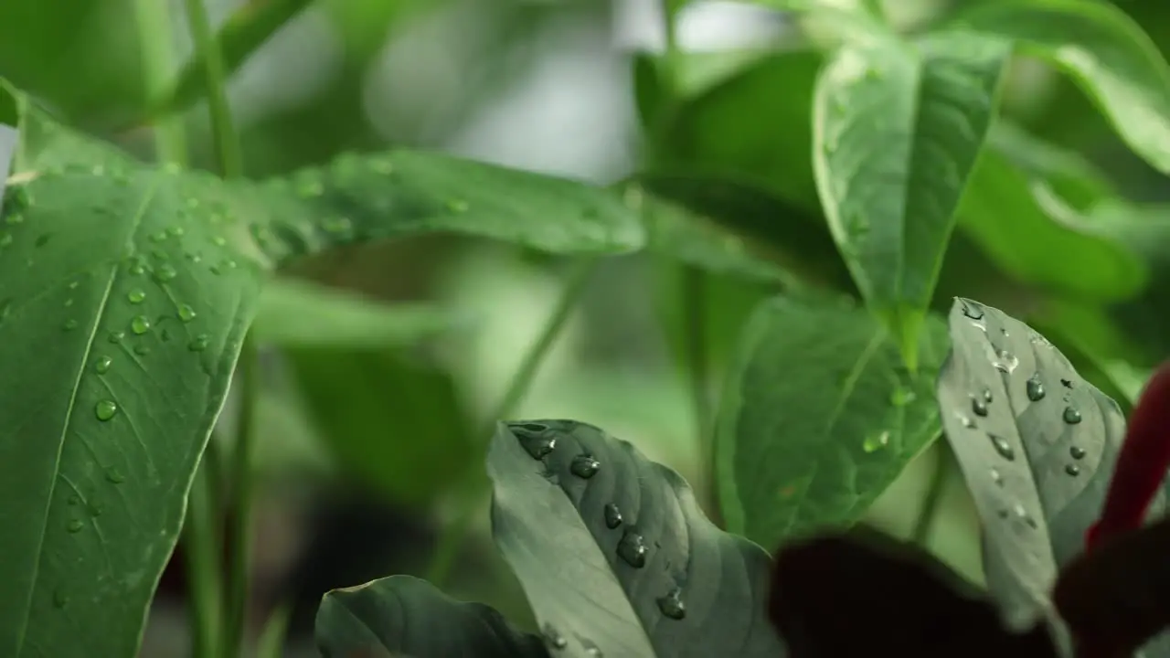 Mixed type of plants with dropped water on a right side truck camera movement