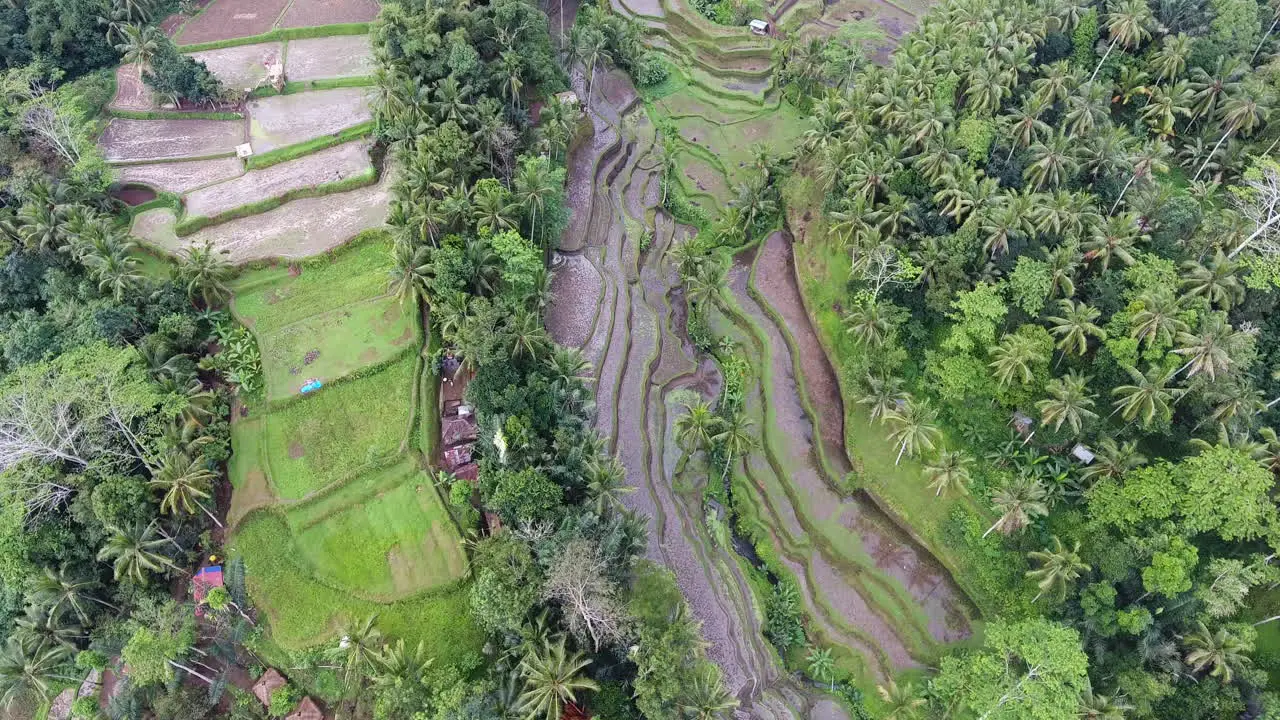 Tilting aerial shot revealing the rice terraces in Bali