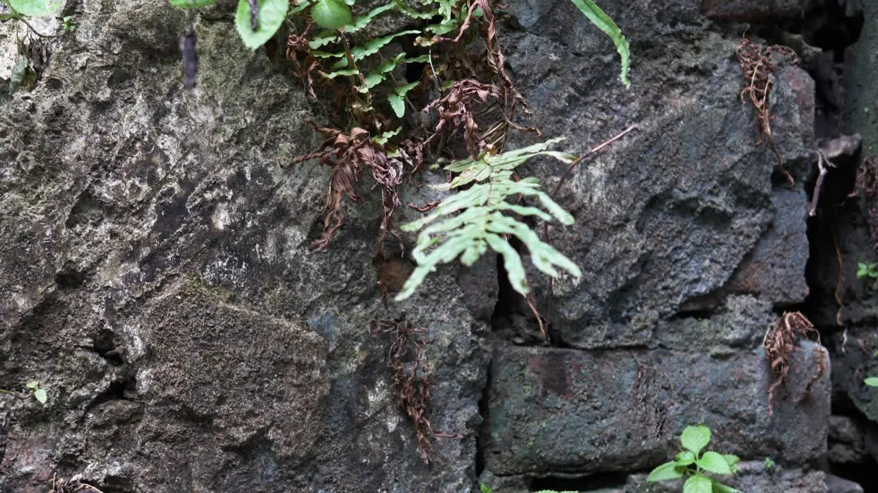 Ancient stonework structure with vegetation growing in cracks