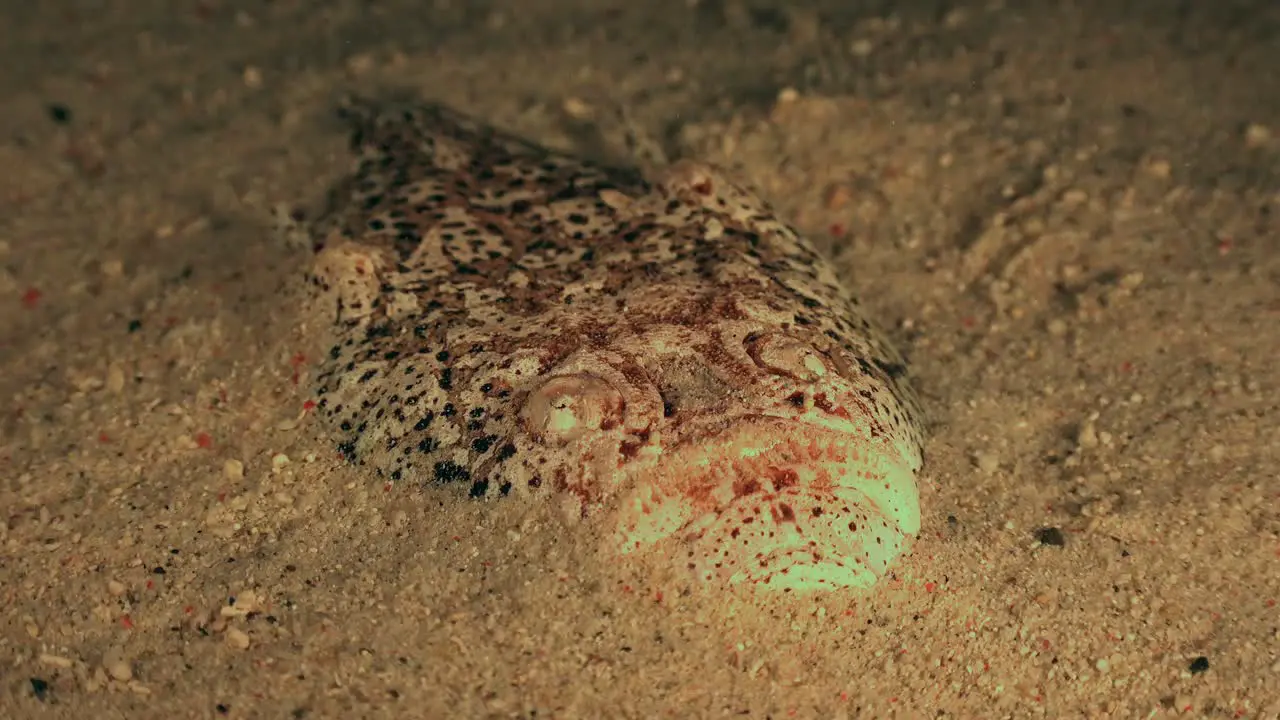 Stargazer buried in sand at night for perfect camouflage