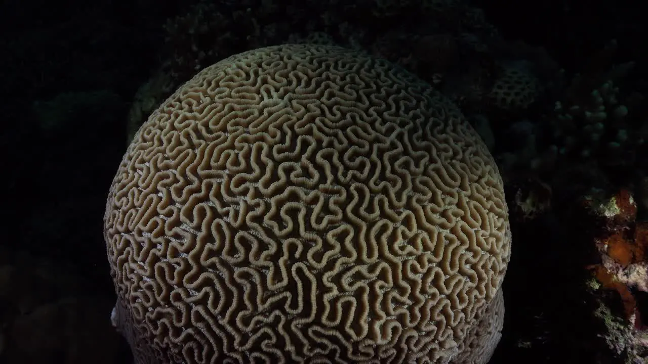 Grooved brain coral close up at night