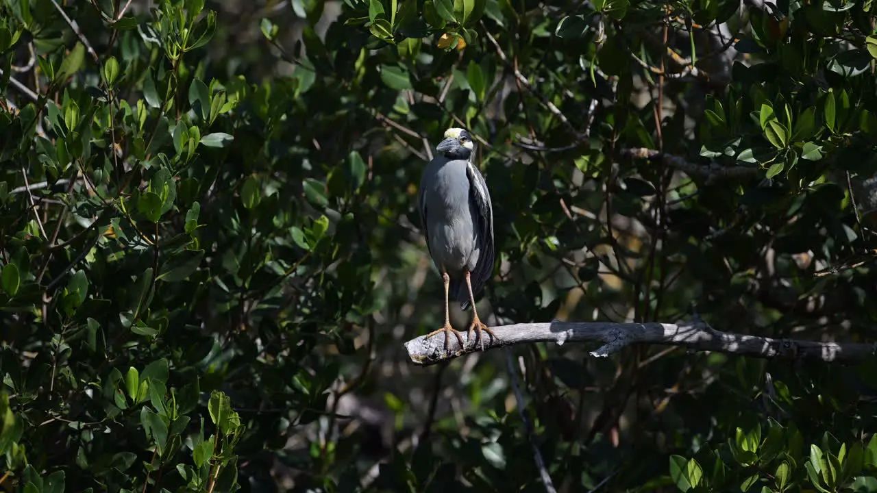 Yellow-crowned night heron adult preening feathers while perched on a branch Florida USA