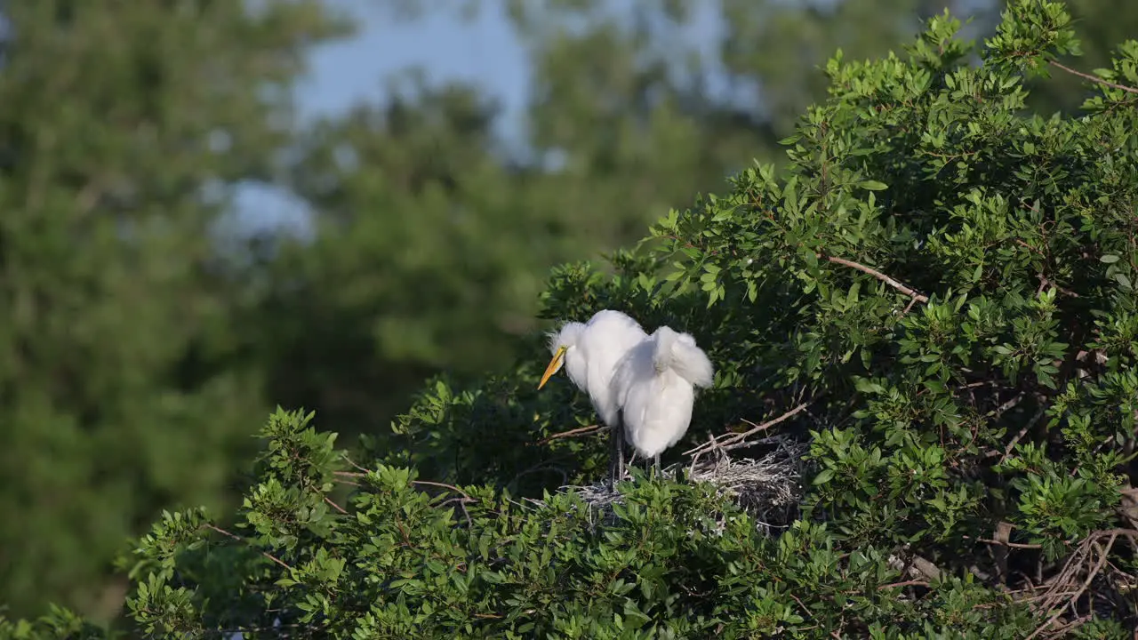 Great white Egret two chicks on nest preening feathers Florida USA