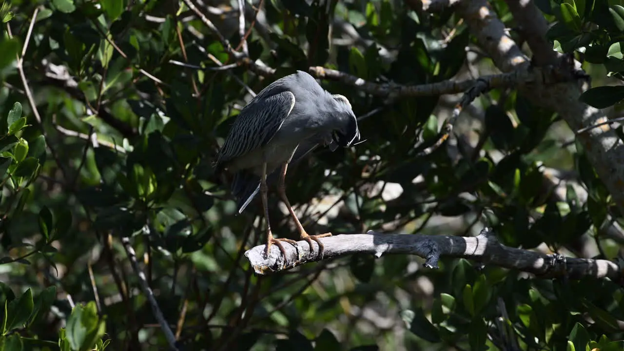 Yellow-crowned night heron adult looking under one spread wing starts preening feathers Florida USA