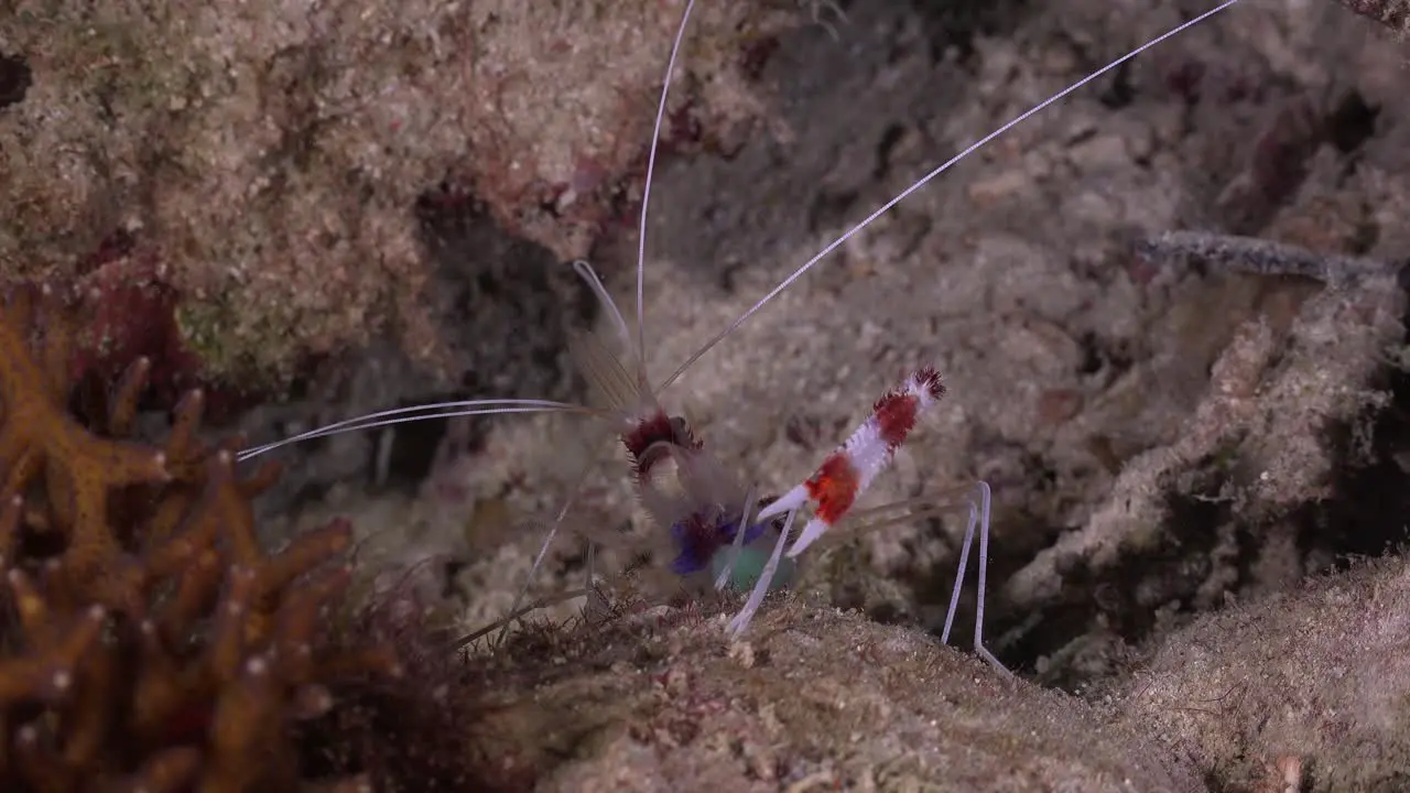 Cleaner shrimp on coral reef at night