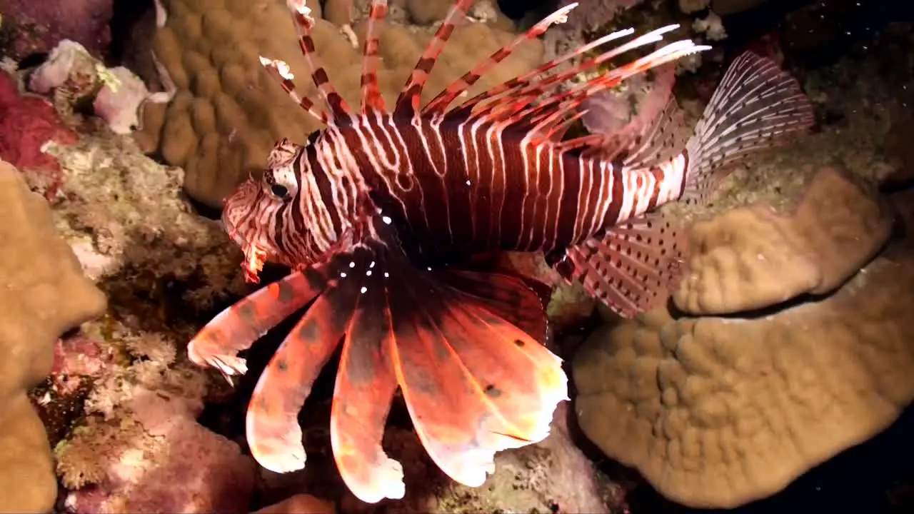 Lionfish swimming over coral reef at night