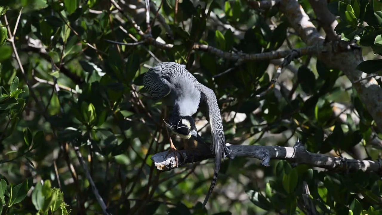 Yellow-crowned night heron adult looking under one spread wing Florida USA