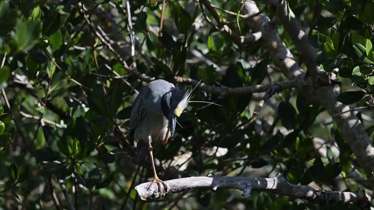 Yellow-crowned night heron adult scratching head insects fly off Florida USA