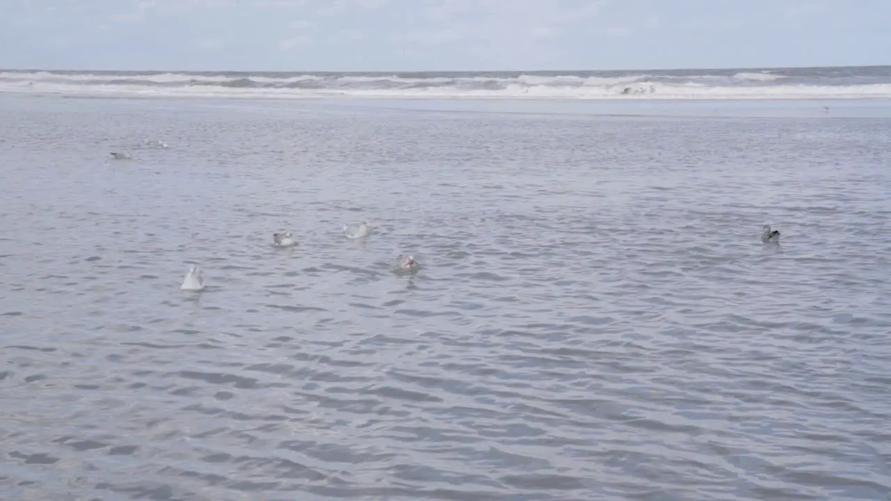 Gull eating a Star Fish at sea North Sea Belgian coast