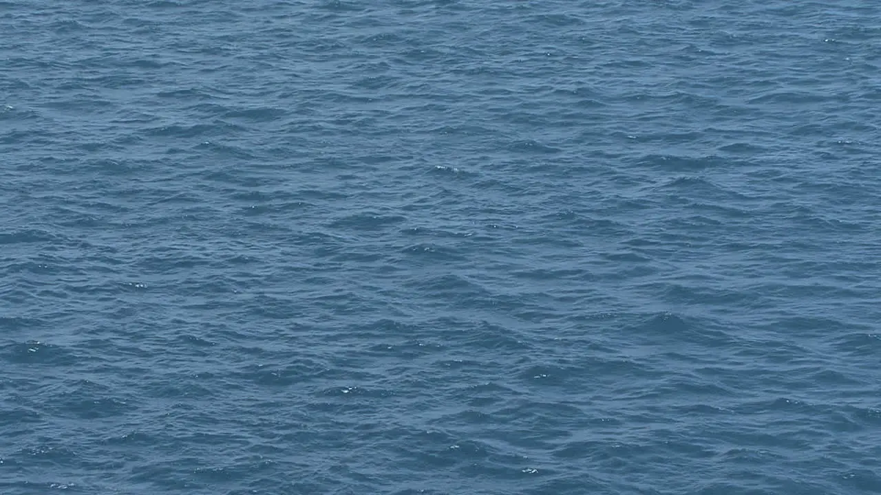 Raiatea bird flies over blue water