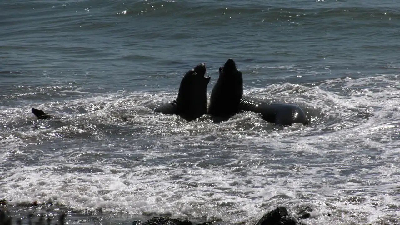 Elephant Seals playing in the water