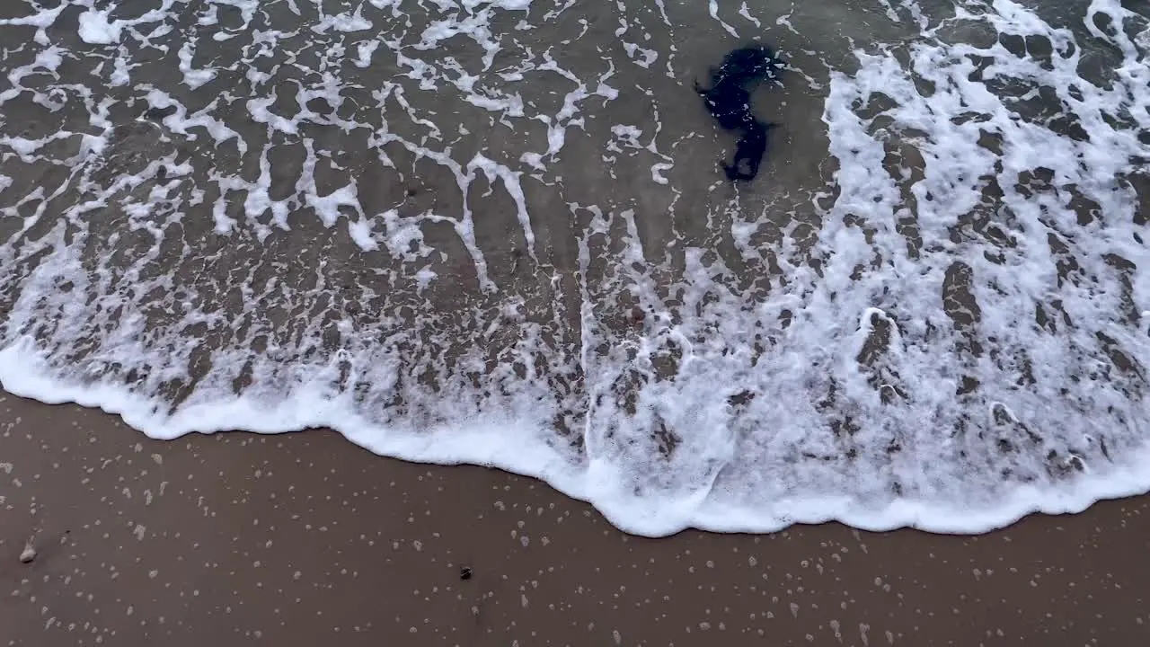  foamy wave crashing against the edge of a brown sand beach dragging sea wrack