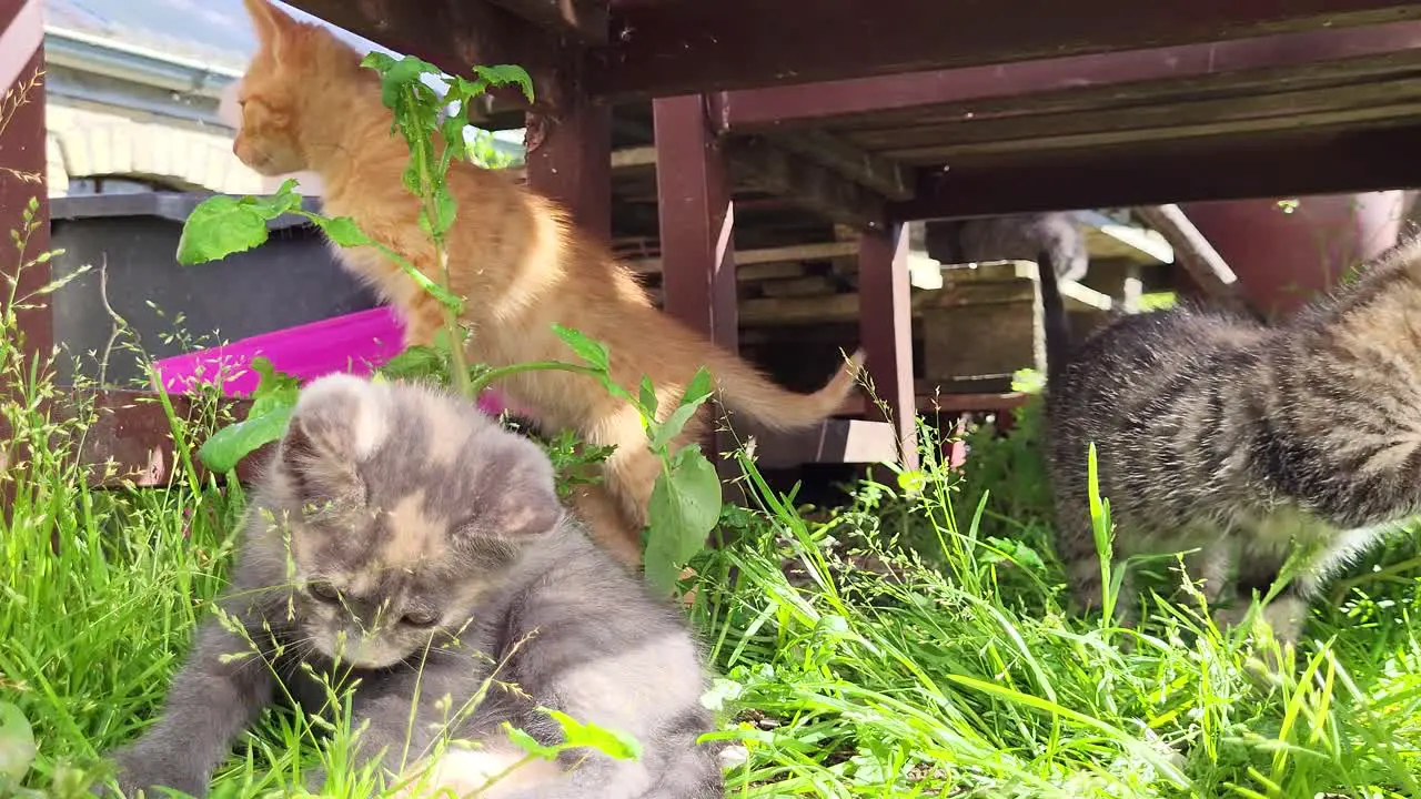 Cute kittens explore the world in lush green grass on a farm in denmark