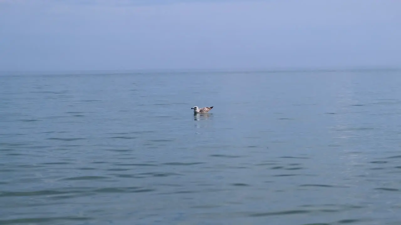 Wide shot of seagull relaxing in the water without moving in the sea during summer