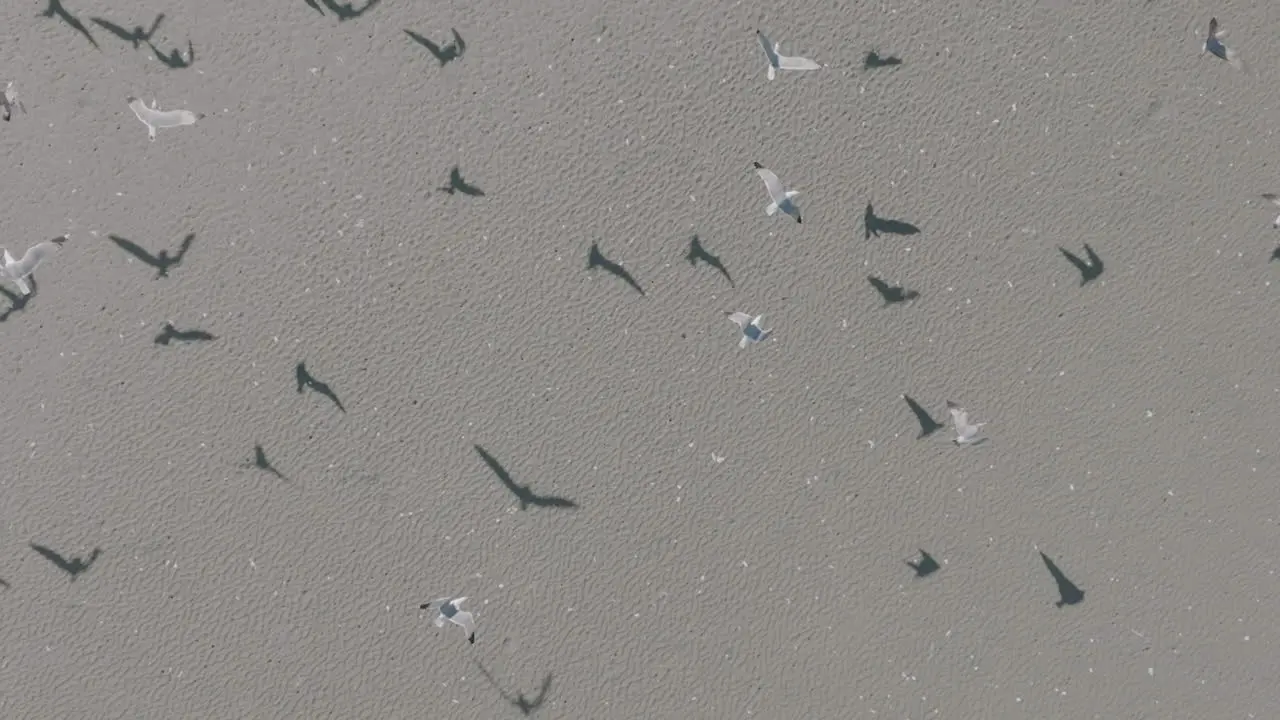 Slow motion aerial zoom out of seagulls flying from a beach in Costa Mesa California