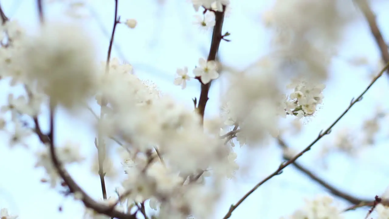 Flores De Primavera En El árbol Sobre El Fondo Del Cielo Flores Blancas En Ramas De Cerezo