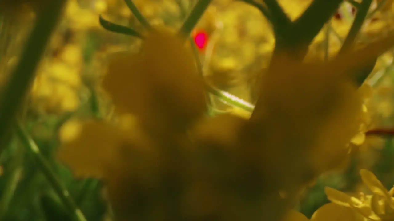 Gelbe Blumen Blühen Auf Dem Feld An Sonnigen Tagen Meditativer Floraler Hintergrund