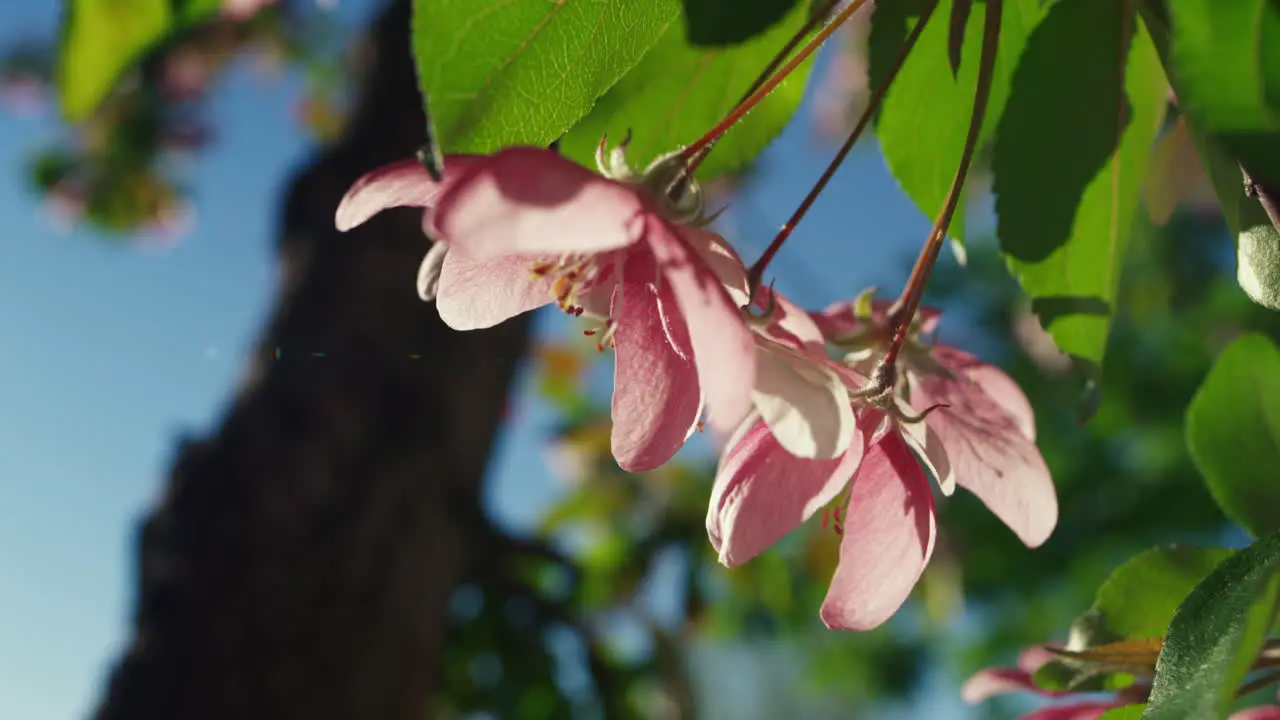 Pink sakura petals in closeup against cloudless sky Tree flowers blossoming