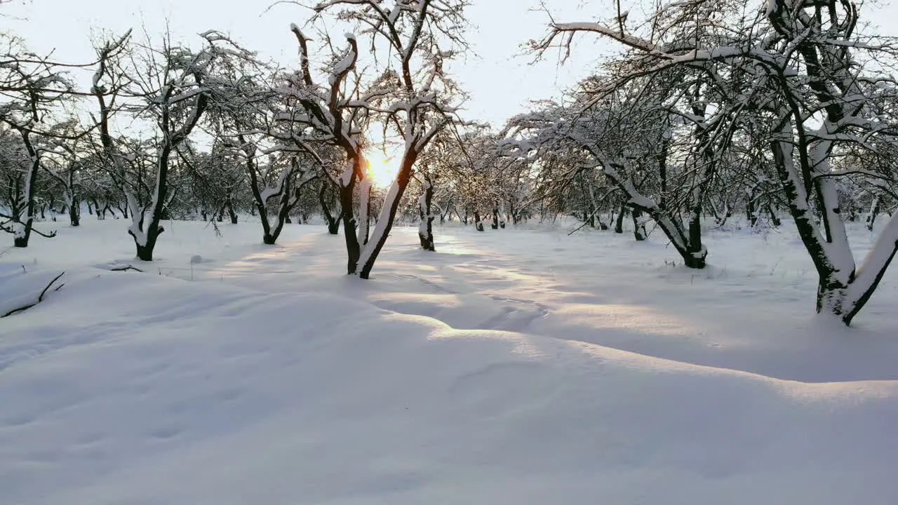 AERIAL CLOSE UP Flying over frozen treetops in snowy mixed forest at misty sunrise Golden sun rising behind icy mixed forest wrapped in morning fog and snow in cold winter Stunning winter landscape