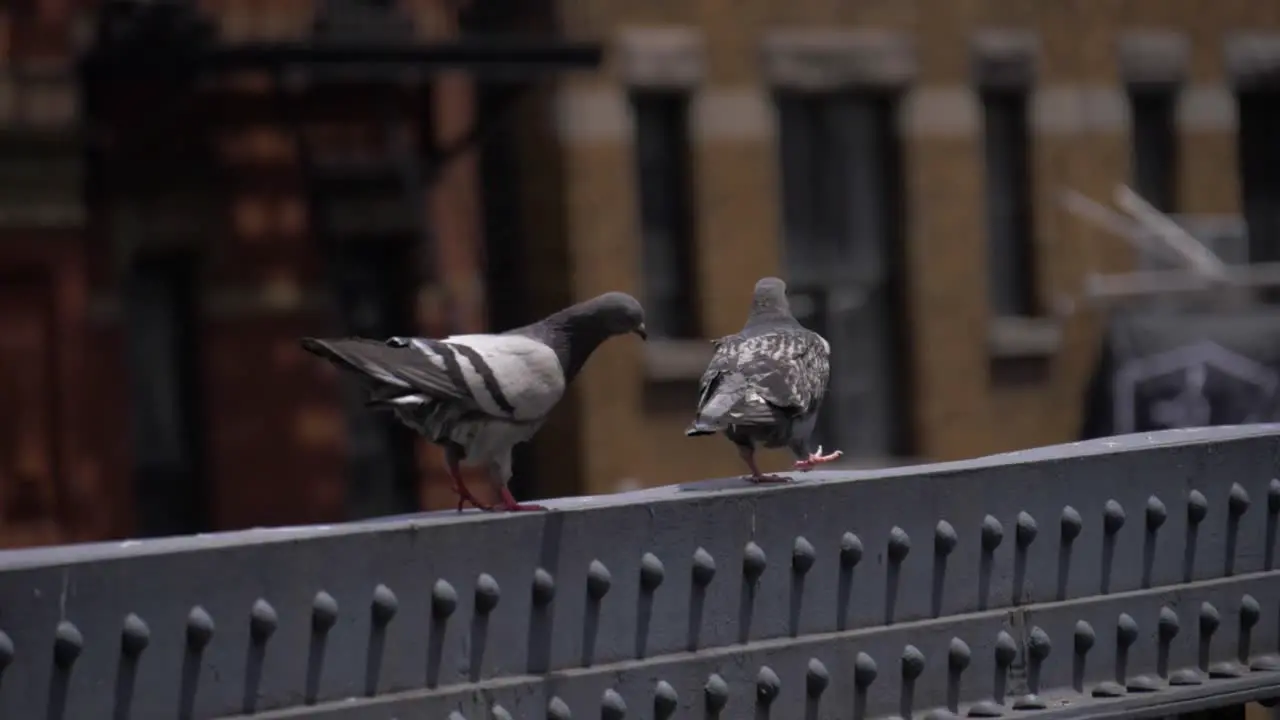 Pigeons walking in 180 fps slow motion on the rail of the High Line Chelsea Manhattan New York City