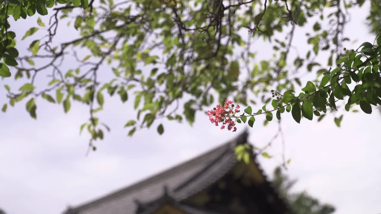 Close up of beautiful flower with background blur of Japanese Temple roof abstract view